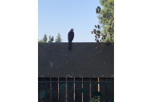 More wild life 170758ad-7230-4413-813e-9a083f4574c4.jpeg