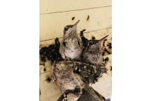 Two baby Hummingbirds! b6c3f4fd-8a57-4f94-82ec-276e6f859e9c.jpeg