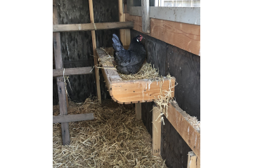 Guess the Egg color...