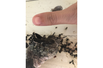 My Thumb For Size Reference:)